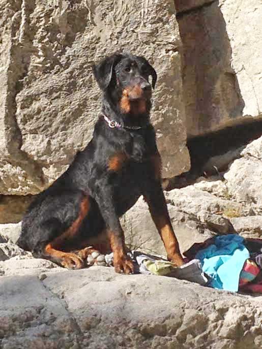 domainedelalicorne.fr photo chien beauceron photo chiot beauceron Elevage de beauceron chiot beauceron pure race élevage du clos de la licorne elevage des gardiens de la licorne elevage beauceron noir et feu authentique gros gabarits élevage de Beauceron familial sérieux et qualité domainedelalicorne.fr suivi des chiots conseil d’éducation chiot propre bas rouge santé caractère spécialiste du beauceron noir et feu ou arlequin chien rustique berger de France  nos chiots sont élevés avec amour et attention notre passion au service de la qualité Beauceron de qualité et sportif domaine de la licorne 04380 BARRAS élevage en liberté éleveur berger de beauce élevage de beauceron de travail 06 11 20 51 93 site domainedelalicorne.fr mail domainedelalicorne@gmail.com